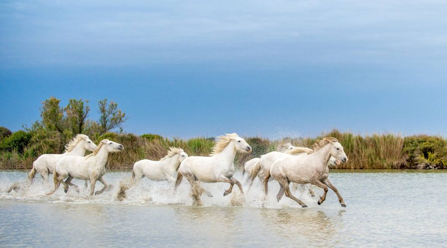Chevaux courant dans l'eau en Camargue
