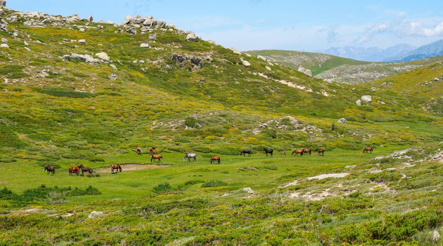 plateau de coscione