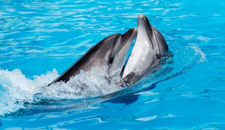 marineland antibes