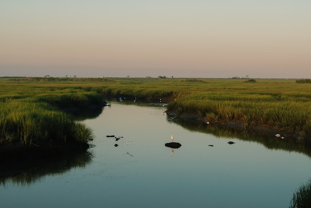 réserve marais d'orx