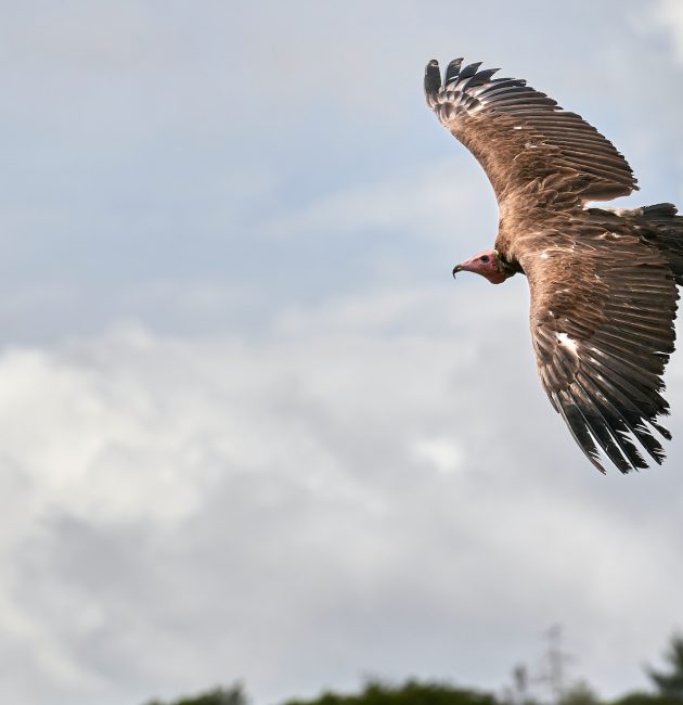 vautour en vol à rémuzat