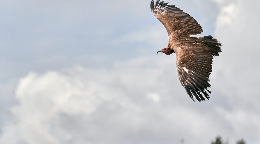 vautour en vol à rémuzat
