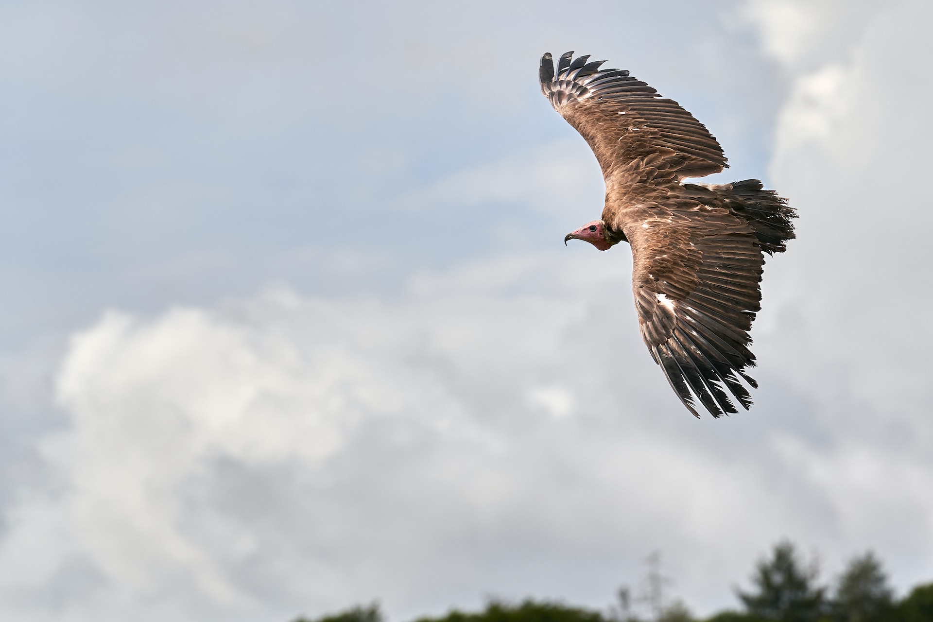 vautour en vol à rémuzat
