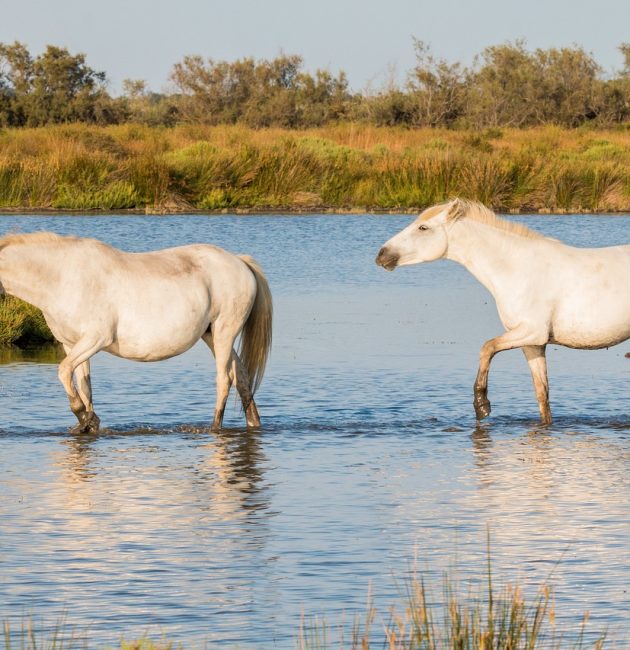 balade à cheval en camargue
