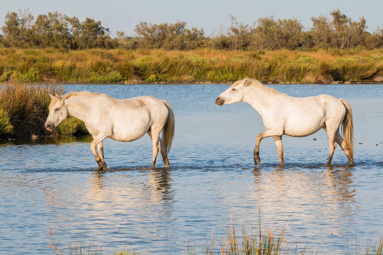 balade à cheval en camargue