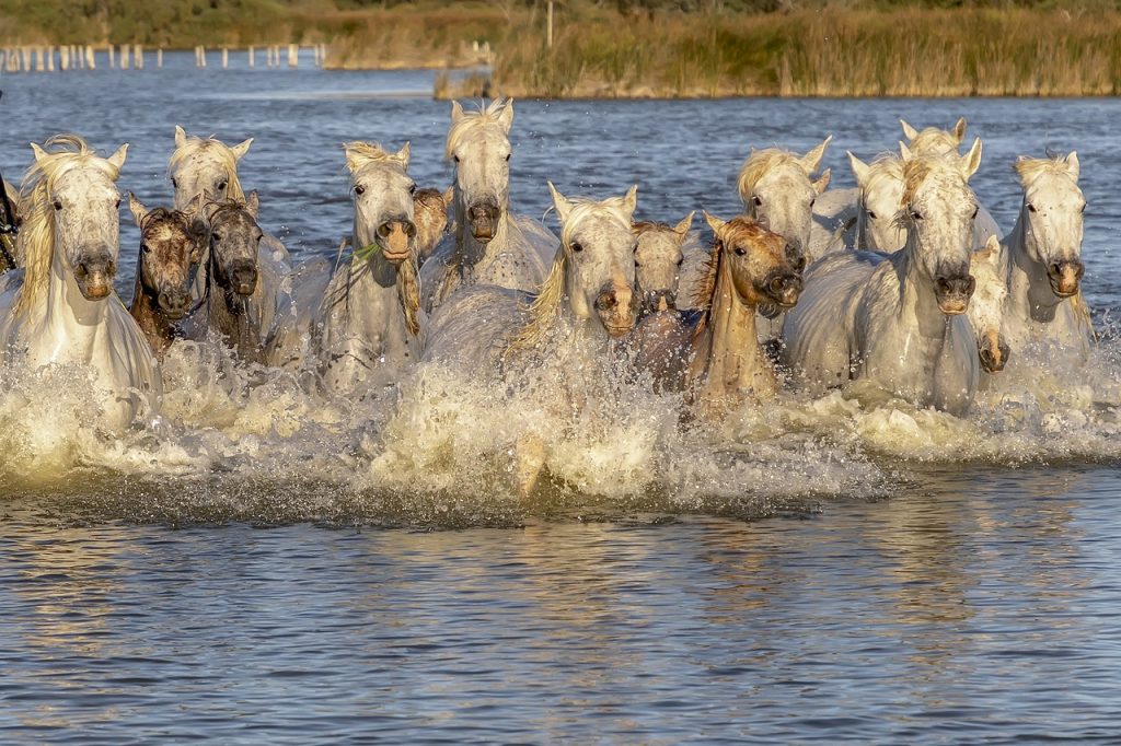 chevaux camargue