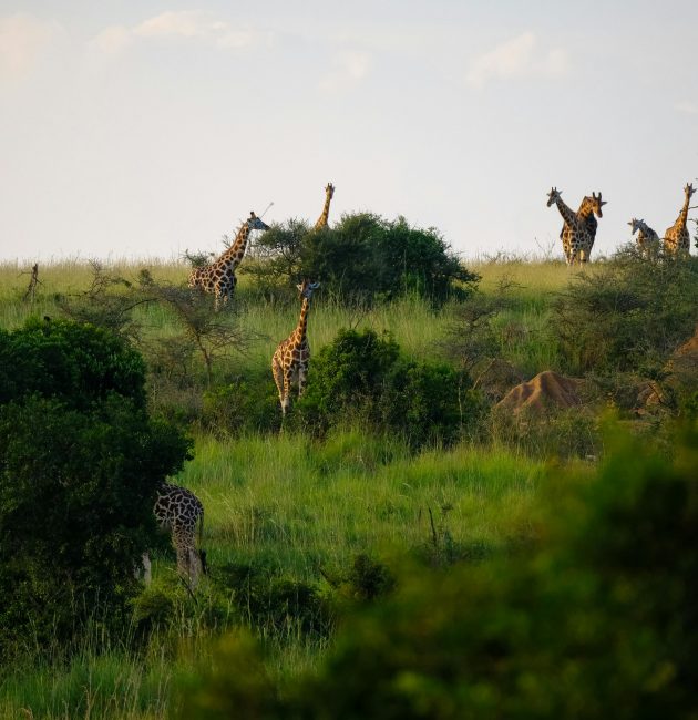 voyage ouganda